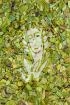 Bärentraubenblätter - Folia Uvae ursi