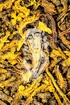 Goldfadenwurzelstock - Rhizoma Coptidis