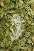 Johannisbeerblätter - Folia Ribis nigri