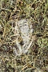Jiao Gu Lan Tee - Herba Gymnostemmae pentaphyllum