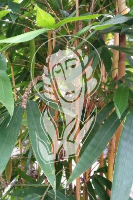 Bambusblätter grazil - Herba Lophatheri
