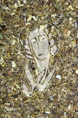 Beifusskraut - Herba Artemisiae
